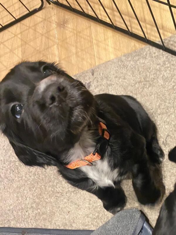 Cocker Spaniel puppies for sale in Sale, Greater Manchester – 5 weeks old - Image 6 of 13