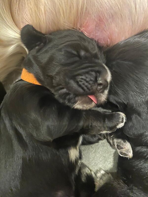 Cocker Spaniel puppies for sale in Sale, Greater Manchester – 5 weeks old - Image 7 of 13