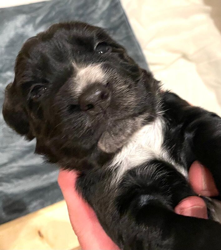Cocker Spaniel puppies for sale in Sale, Greater Manchester – 5 weeks old - Image 8 of 13