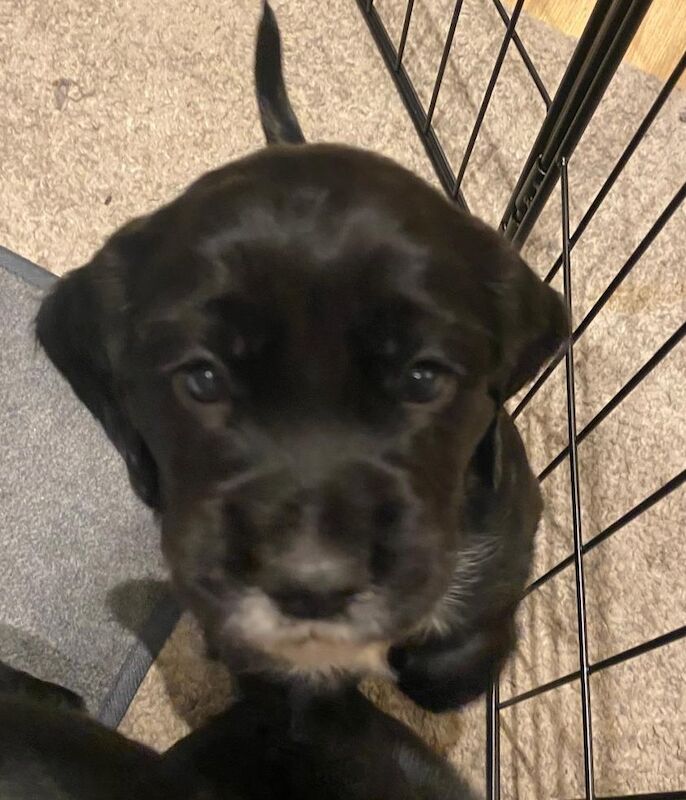 Cocker Spaniel puppies for sale in Sale, Greater Manchester – 5 weeks old - Image 9 of 13