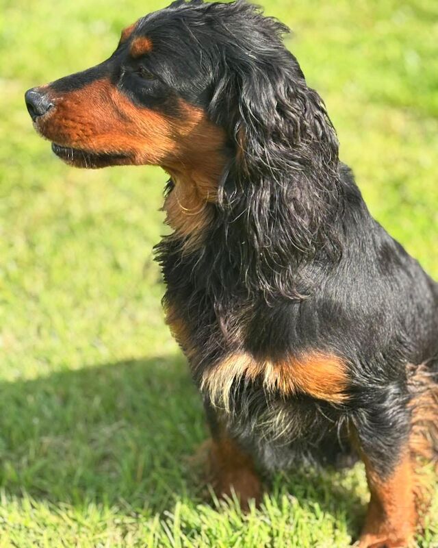 Cocker Spaniel puppies for sale in Sale, Greater Manchester – 5 weeks old - Image 12 of 13