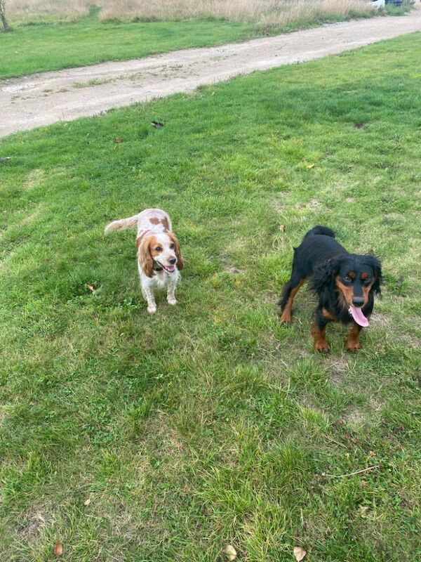 Cocker Spaniel puppies for sale in Sale, Greater Manchester – 5 weeks old - Image 13 of 13