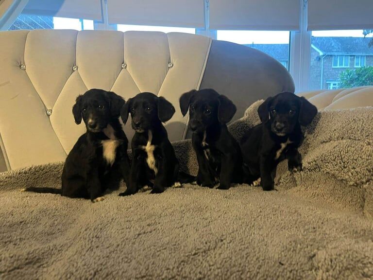 Cocker Spaniel puppies for sale in Camberwell, Greater London – 9 weeks old