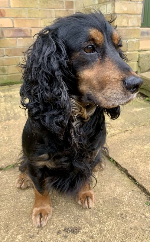 Cocker Spaniel puppies being born around the 8th of April for sale in Northampton, Northamptonshire | Image 2