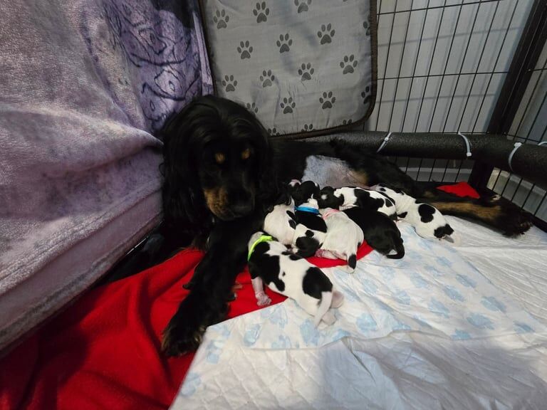 Cocker spaniel puppies born 1/5/25 5 girls, 3 boys for sale in Nottingham, Nottinghamshire