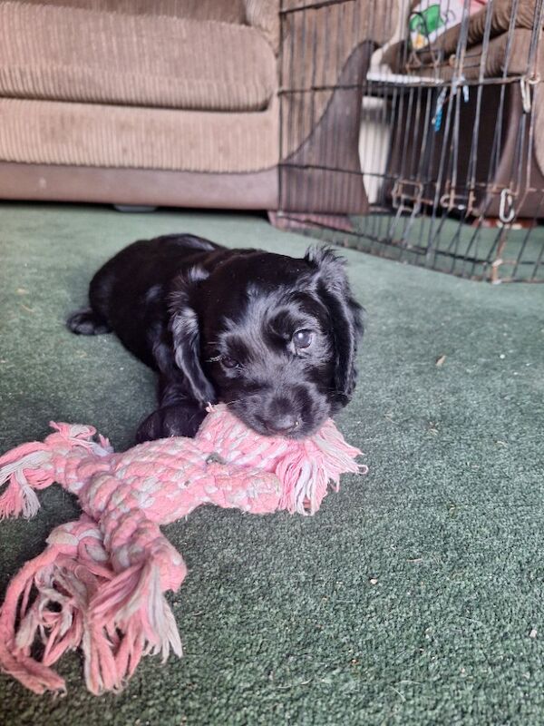 Cocker spaniel puppies for sale