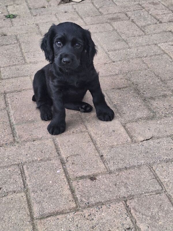 Cocker spaniel boy pup