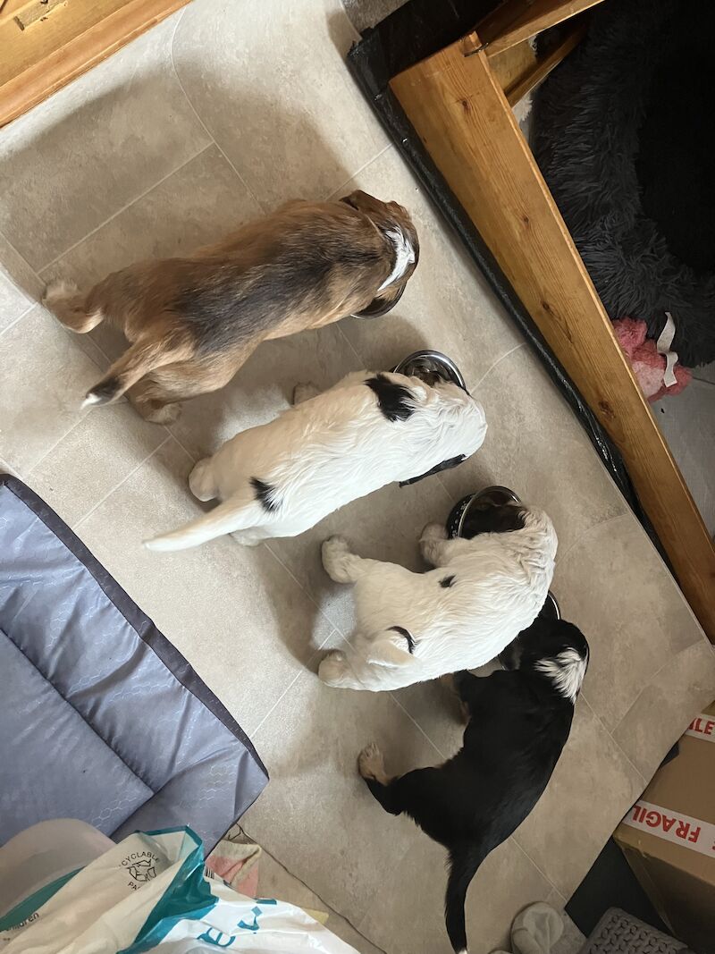 Cocker Spaniel Dogs And Puppies For Sale In Blackpool, Lancashire