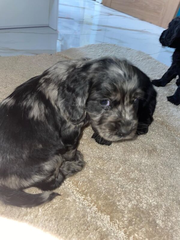Cocker Spaniel puppies for sale in Nottingham, Nottinghamshire – 1 year old - Image 2 of 3