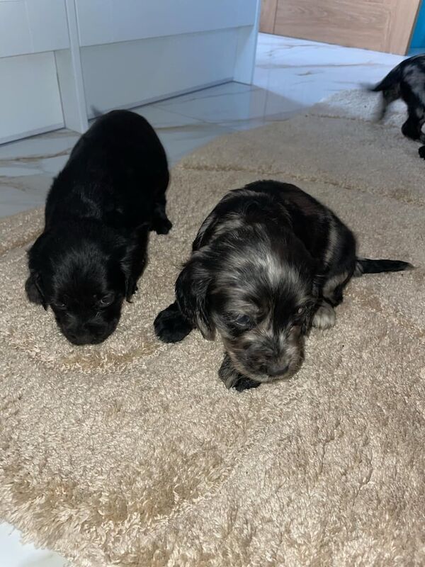 Cocker Spaniel puppies for sale in Nottingham, Nottinghamshire – 1 year old - Image 3 of 3