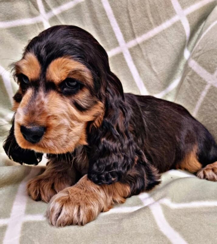 Cocker Spaniel puppies for sale in Strabane, Strabane – KC registered, 1 year old - Image 2 of 3