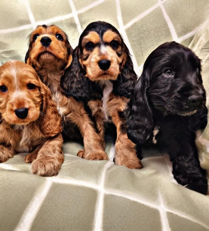Cocker Spaniel puppies for sale in Strabane, Strabane – KC registered, 1 year old - Image 3 of 3