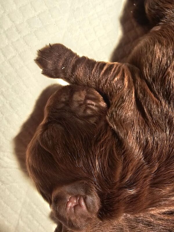 Cocker Spaniel puppies for sale in Galashiels, Roxburgh, Ettrick and Lauderdale – KC registered, 11 months old - Image 1 of 3