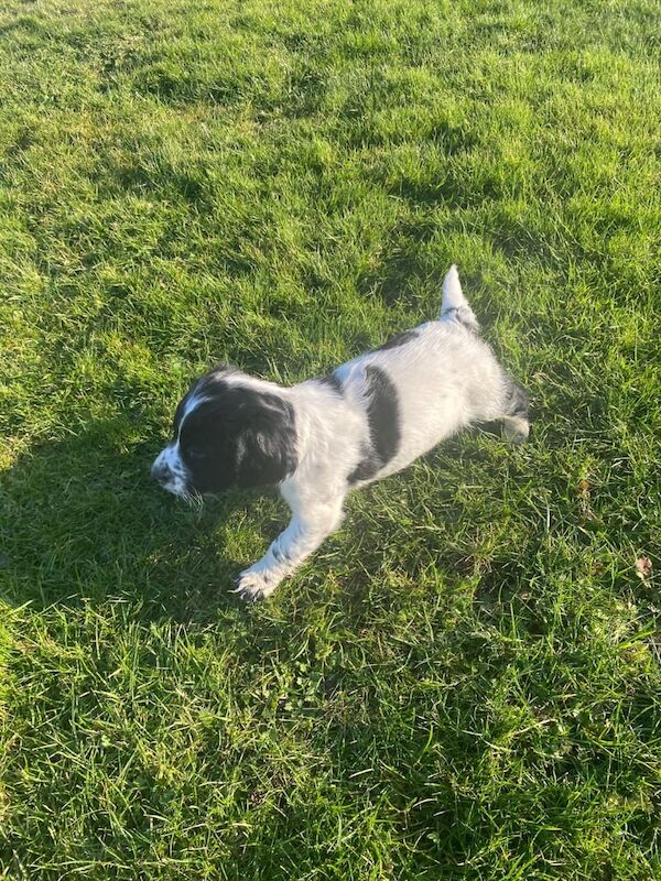 Cocker spaniel puppies for sale - Image 2 of 3