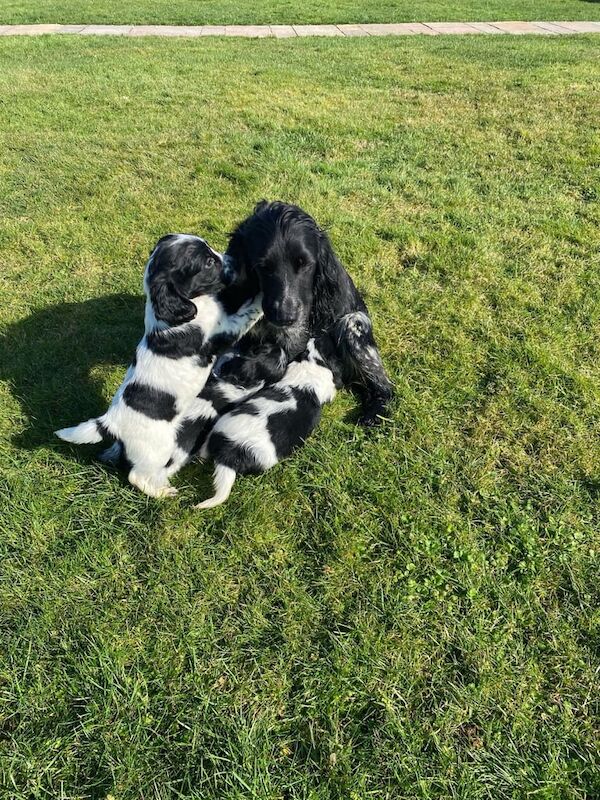 Cocker spaniel puppies for sale - Image 3 of 3