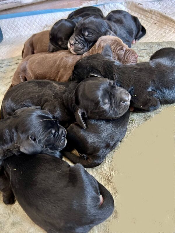 Cocker spaniel puppies for sale in Williton, Somerset