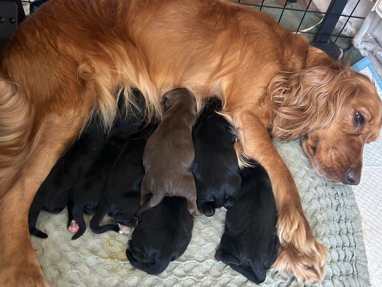Cocker spaniel puppies for sale in Williton, Somerset | Image 2