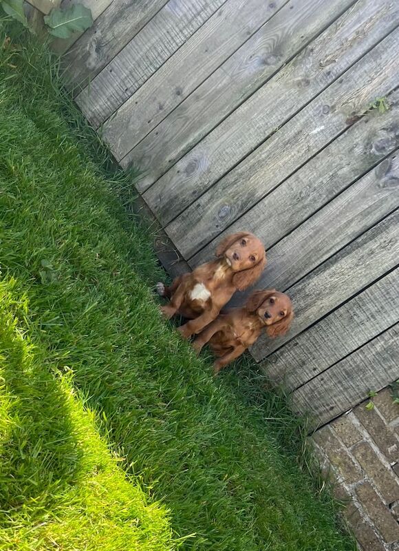 Cocker spaniel puppies for sale in Ashington, Northumberland