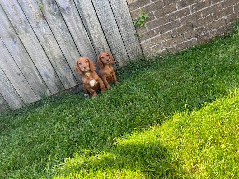 Cocker Spaniel puppies for sale in Ashington, Northumberland – 9 months old - Image 2 of 3