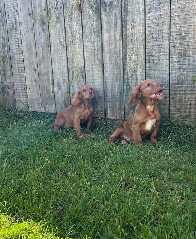 Cocker Spaniel puppies for sale in Ashington, Northumberland – 9 months old - Image 3 of 3