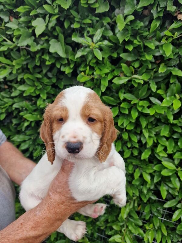 Cocker Spaniel puppies for Sale in Watton, Norfolk