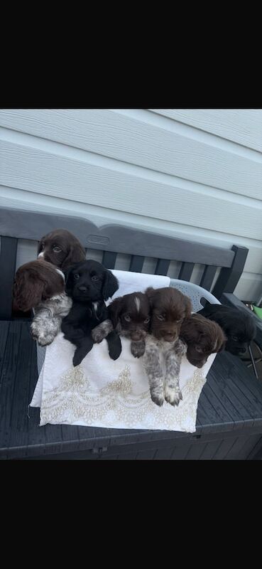 Cocker Spaniel Puppies For Sale in Croydon, Greater London
