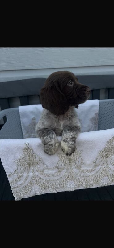 Cocker Spaniel Puppies For Sale - Image 2 of 3