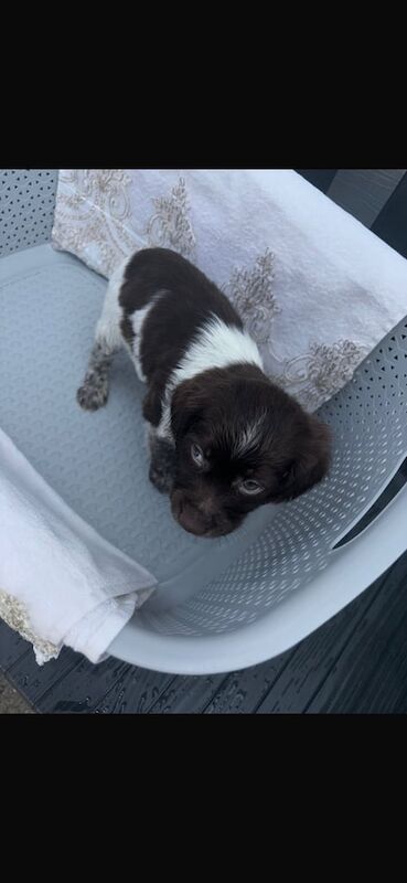 Cocker Spaniel Puppies For Sale - Image 3 of 3