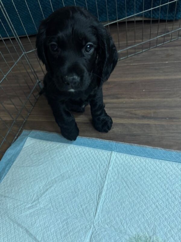Cocker Spaniel puppies for sale in Hendon, Greater London – 7 weeks old