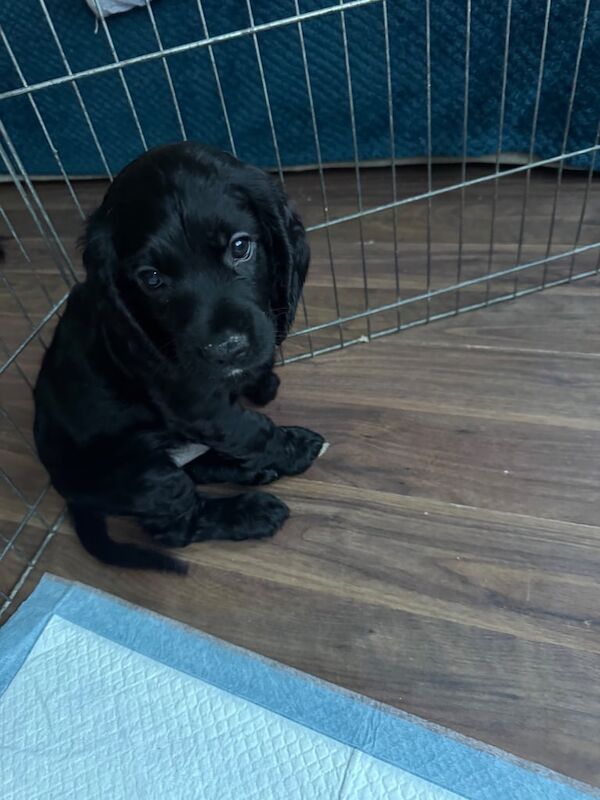 Cocker Spaniel puppies for sale in Hendon, Greater London – 7 weeks old - Image 2 of 3