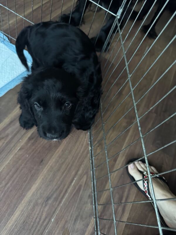 Cocker Spaniel puppies for sale in Hendon, Greater London – 7 weeks old - Image 3 of 3