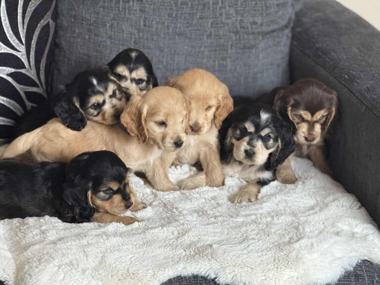 Cocker Spaniel puppies for sale in Doncaster, South Yorkshire – 7 weeks old