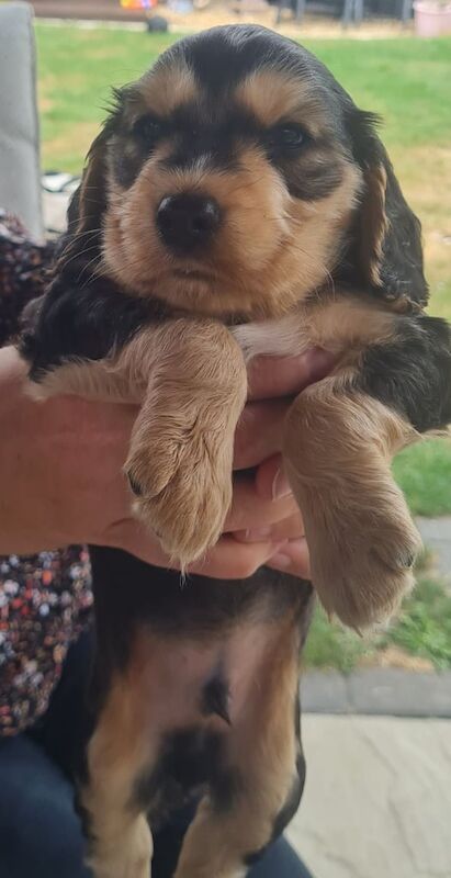 Cocker Spaniel puppies for sale in Mildenhall, Suffolk – KC registered, 6 weeks old