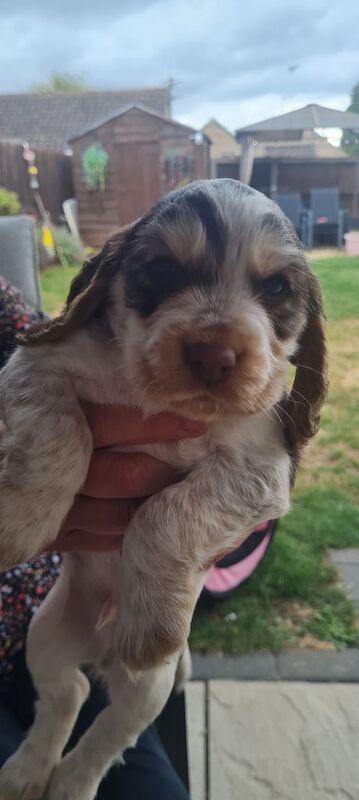 Cocker Spaniel puppies for sale in Mildenhall, Suffolk – KC registered, 6 weeks old - Image 2 of 3