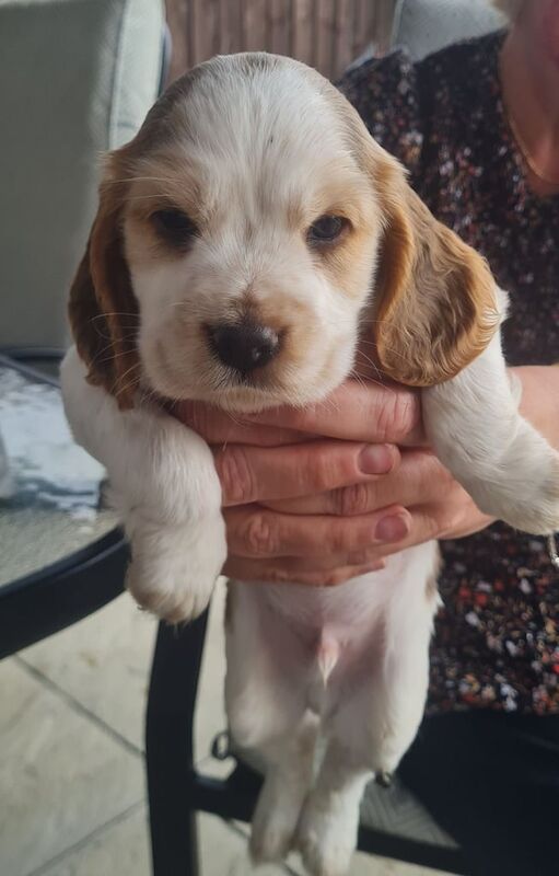 Cocker Spaniel puppies for sale in Mildenhall, Suffolk – KC registered, 6 weeks old - Image 3 of 3