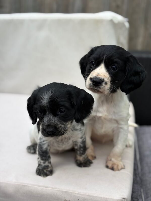 Cocker Spaniel puppies for sale in Wimborne Minster, Dorset – 7 weeks old