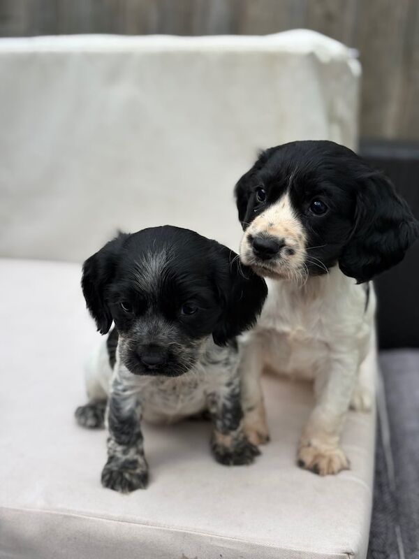 Cocker Spaniel puppies for sale in Wimborne Minster, Dorset – 7 weeks old - Image 2 of 3