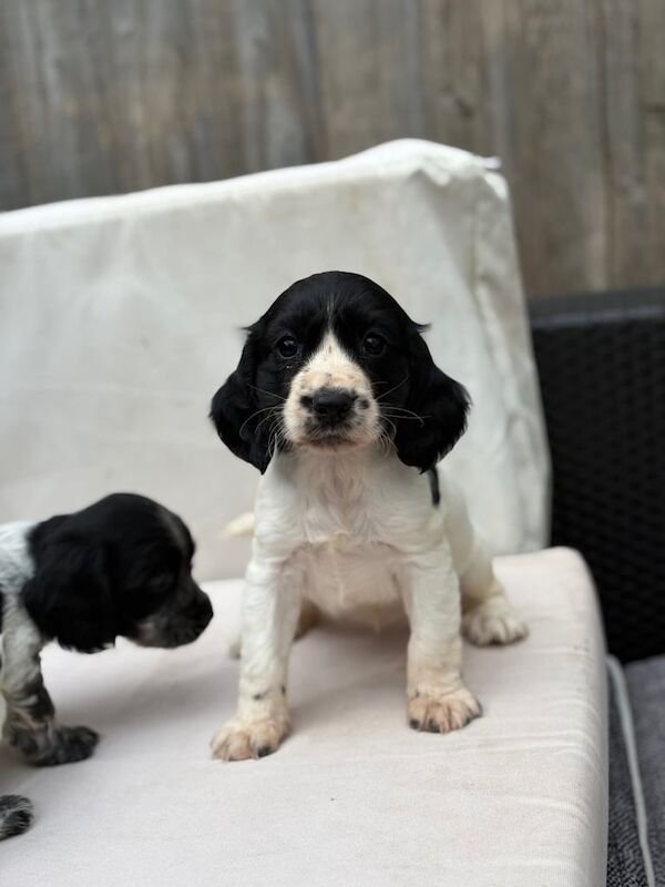 Cocker Spaniel puppies for sale in Wimborne Minster, Dorset – 7 weeks old - Image 3 of 3