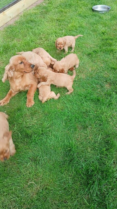 Cocker Spaniel puppies for sale in Clogher, County Tyrone – 5 weeks old