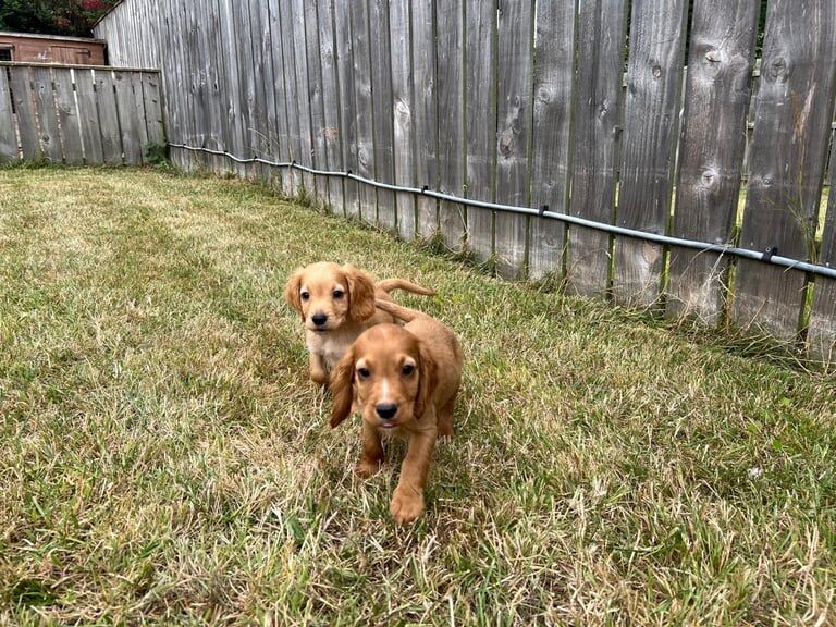 Cocker Spaniel puppies for sale in Ashington, Northumberland – 8 weeks old