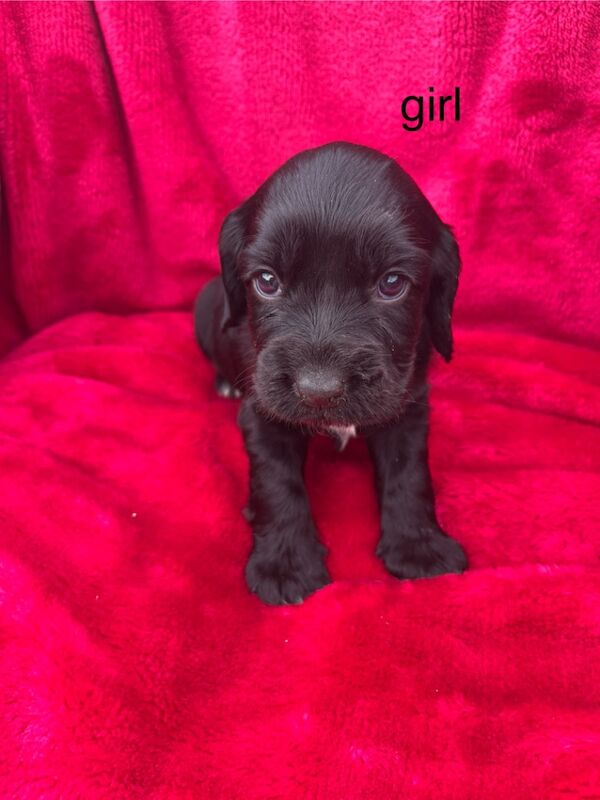 Cocker Spaniel puppies for sale in Westbury, Wiltshire – 5 weeks old