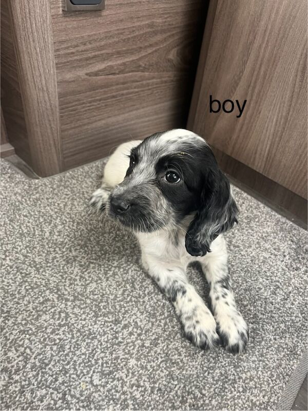 Cocker Spaniel puppies for sale in Westbury, Wiltshire – 8 weeks old