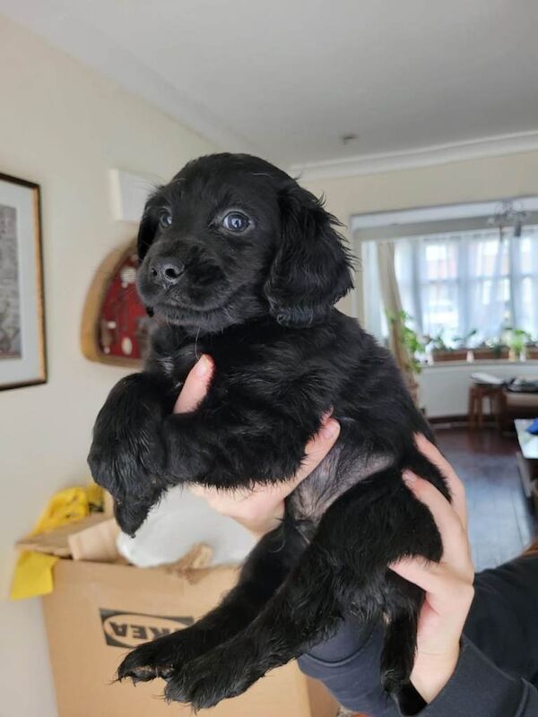Cocker Spaniel puppies for sale in Greenford, Greater London – 6 weeks old