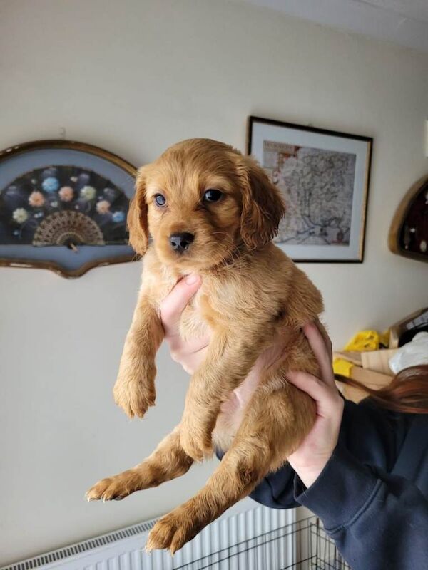 Cocker Spaniel puppies for sale in Greenford, London β 4 months old - Image 2 of 4