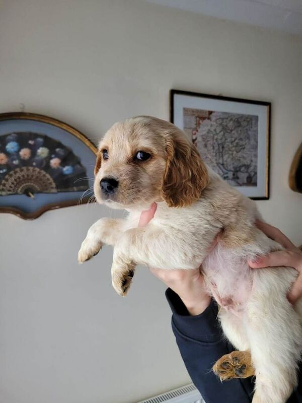 Cocker Spaniel puppies for sale in Greenford, London β 4 months old - Image 3 of 4