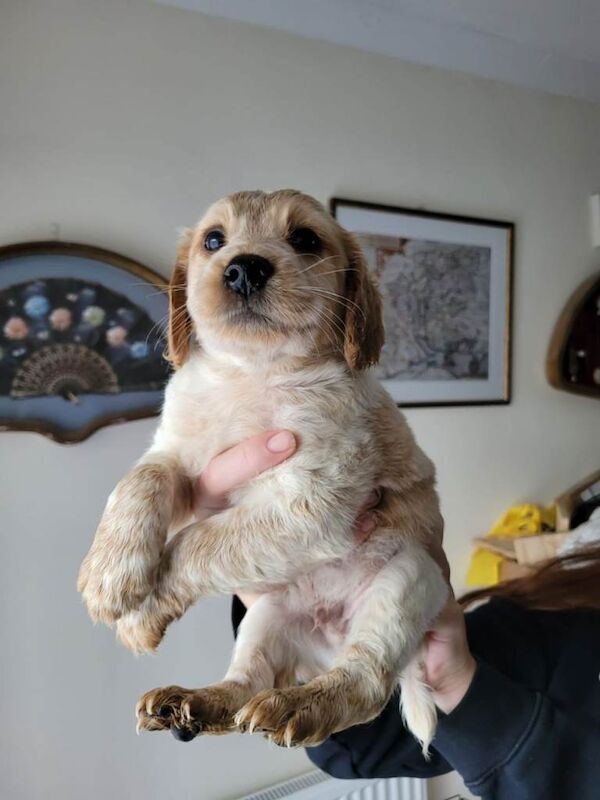 Cocker Spaniel puppies for sale in Greenford, London β 4 months old - Image 4 of 4