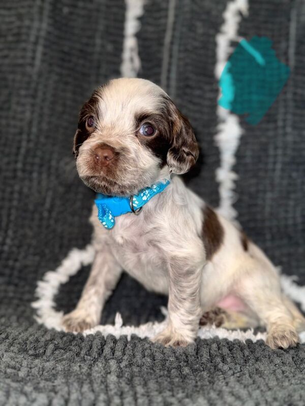 Cocker spaniel puppies for sale - Image 2 of 3
