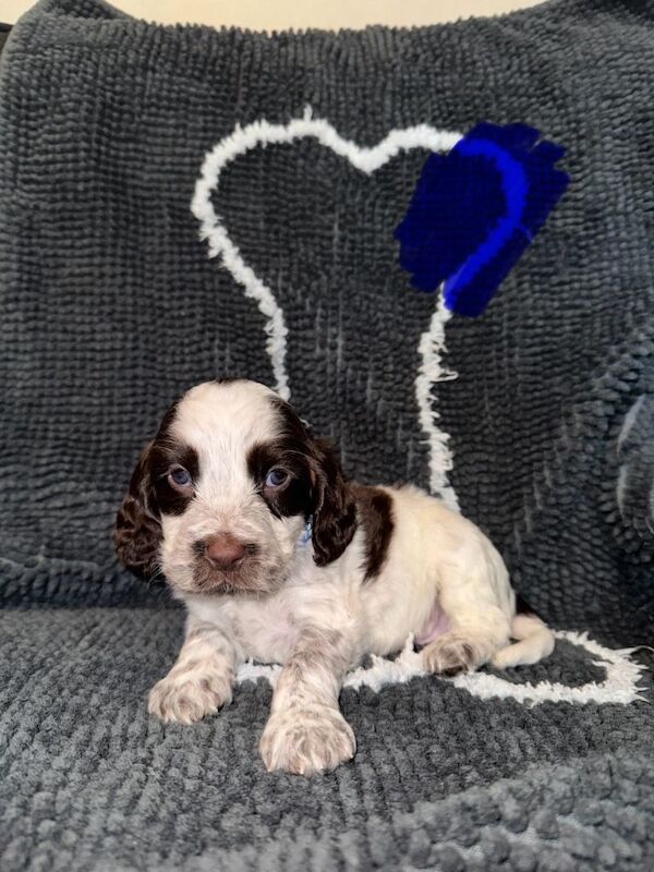 Cocker spaniel puppies for sale - Image 3 of 3