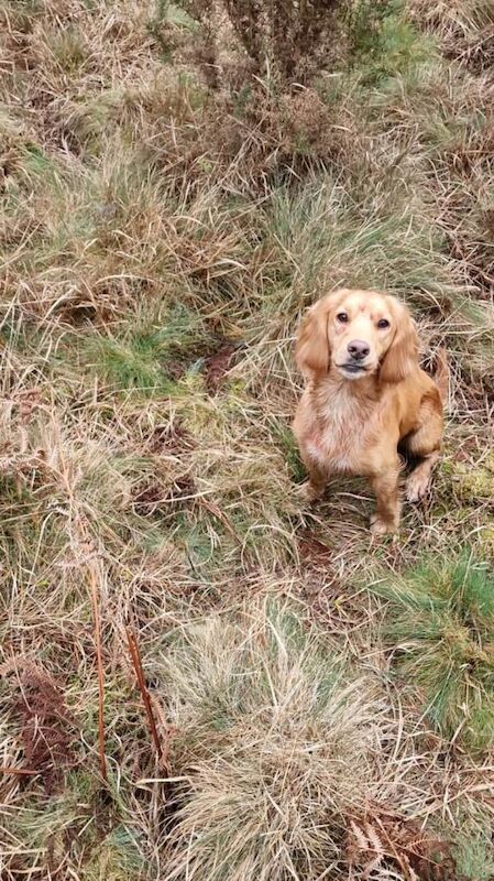 Cocker Spaniel Puppies for Sale - Image 3 of 3