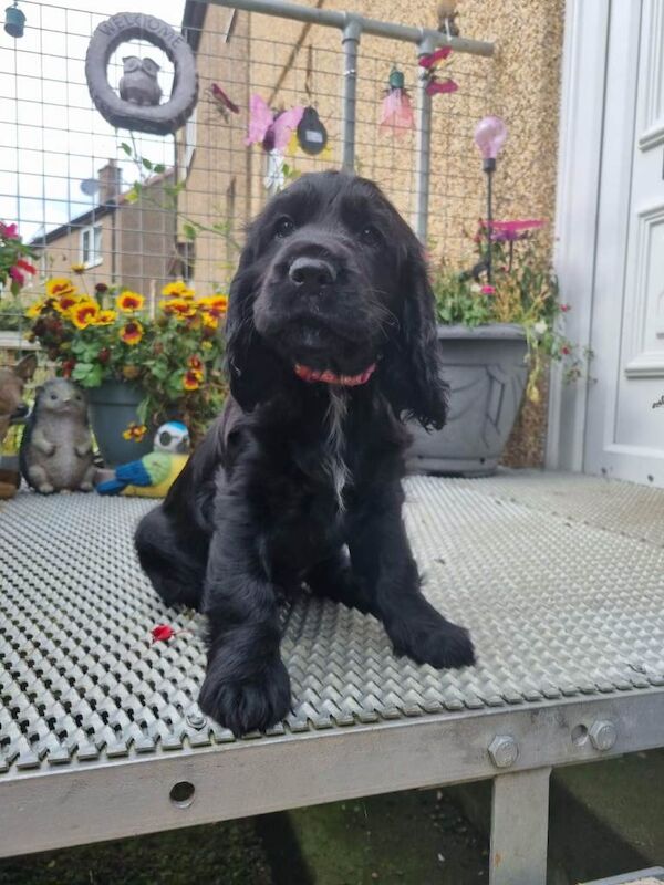 Cocker Spaniel Puppies for Sale